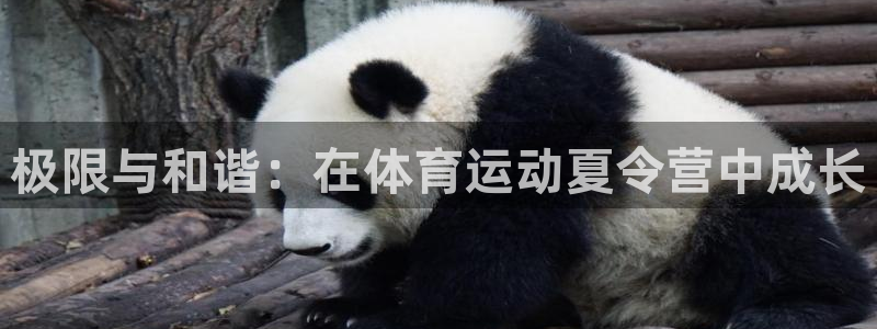欧亿体育官方正版app五金厂:极限与和谐:在体育运动夏令营中